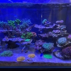 ボルクスジャパン グラッシーウィング2 マリン30