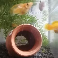 【完売ありがとうございました】🐟🐠🐡バルーンモーリー稚魚２匹で🐟🐠🐡の画像
