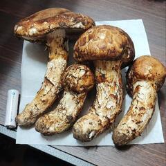 岩手県産まつたけ 松茸