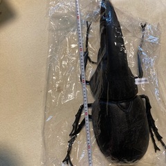 BIG カブトムシ ぬいぐるみ  フィギア オオカブトの画像