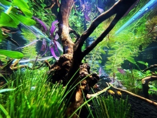 熱帯魚(水槽から生体等一式)