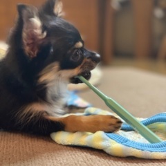 犬友募集
