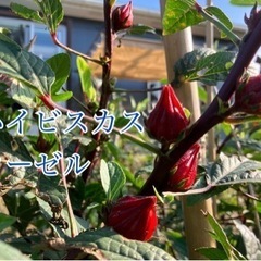 ハイビスカスローゼル500gとゆず5個セットの画像