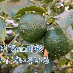 ハイビスカスローゼル500gとゆず5個セットの画像