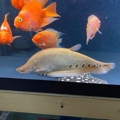 アルビノナイフフィッシュ