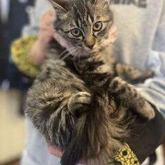 明日21日締め切り！やや長毛の子猫♥甘えん坊のキジトラ女の子・モ...