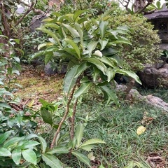 万両