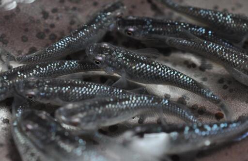 ブラックダイヤ上見ラメ　メダカ　稚魚20匹+@