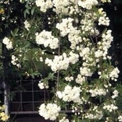 モッコウ薔薇の挿木用の枝10本の画像