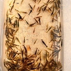 大好評‼️ミナミヌマエビ！35匹　500円❗️100匹、1000...