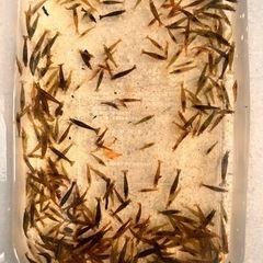 大好評‼️ミナミヌマエビ！35匹　500円❗️100匹、1000円‼️220匹、2000円‼️熱帯魚　金魚　メダカ　淡水魚　エビ　の画像