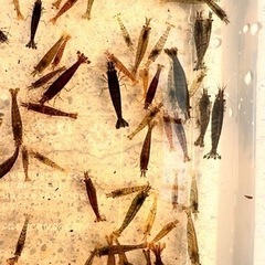 大好評‼️ミナミヌマエビ！35匹　500円❗️100匹、1000円‼️220匹、2000円‼️熱帯魚　金魚　メダカ　淡水魚　エビ　の画像