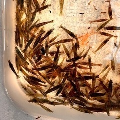大好評‼️ミナミヌマエビ！35匹　500円❗️100匹、1000円‼️220匹、2000円‼️熱帯魚　金魚　メダカ　淡水魚　エビ　の画像