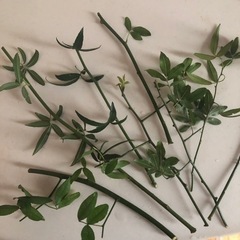 モッコウ薔薇 白 差枝用 切り枝 たくさんの画像