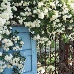 モッコウ薔薇 白 差枝用 切り枝 たくさんの画像