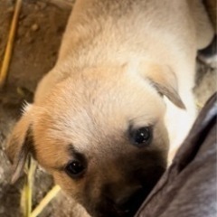 代理募集］　雑種　中型犬　メス　