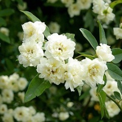モッコウ薔薇 白 差枝用 切り枝 たくさんの画像