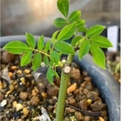 モッコウ薔薇 白 差枝用 切り枝 たくさんの画像