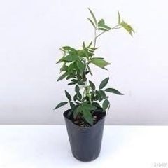 モッコウ薔薇の挿木用の枝10本の画像