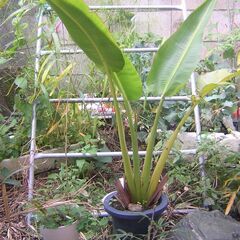 観葉植物　旅人の木   7鉢鉢