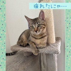 女の子みたいに美しい男の子【譲渡会参加】 - 福岡市