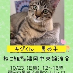 女の子みたいに美しい男の子【譲渡会参加】の画像