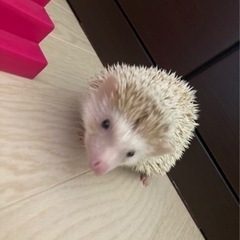 ハリネズミ(再投稿)
