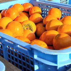 【日払い！】【単発1日〜OK！】愛媛県西条市丹原町で柿の箱詰めの...