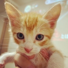 人も猫も大好きな茶白の男の子！ちっぷくん𓃠