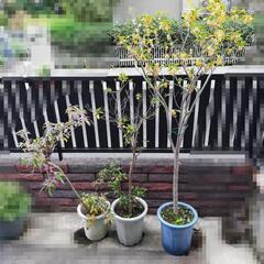 キンモクセイ　サツキ　その他の植物２鉢