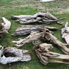 (お取引中) 流木　まとめて　10本の画像