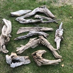 (お取引中) 流木　まとめて　10本