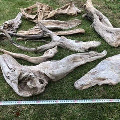 (お取引中) 流木　まとめて　10本の画像