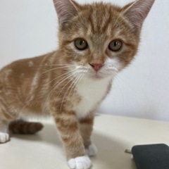 マンチカンの子猫の里親募集