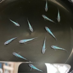 黒ラメ幹之サファイア系　10匹の画像