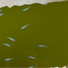 黒ラメ幹之サファイア系　10匹の画像