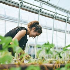 農業をカッコよく！！ ★モテる会社★　【ロックファーム京都_亀岡農場】　一緒にワクワク楽しいことを仕掛けていきましょう！！の画像
