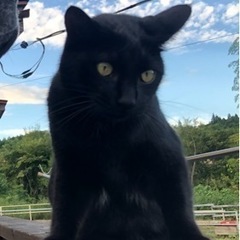懐っこい黒猫★
