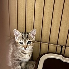 里親さん募集です。2ヶ月半くらいの子猫 女の子
