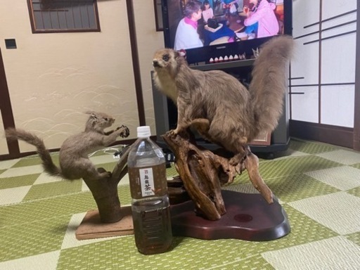 リスと何かの剥製