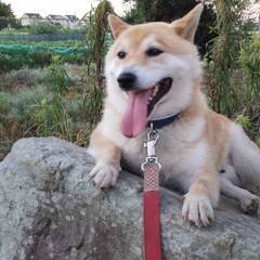 柴犬を探しています。名前はライ五歳の男の子去勢済み