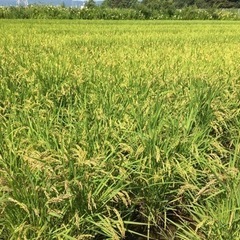 玄米30kg ひのひかり　