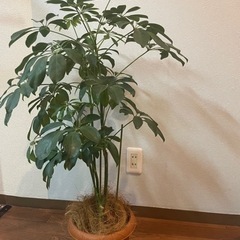 観葉植物　シェフレラ７号鉢、90cm高の画像