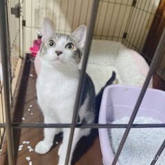 キジ猫君♡ 里親様決定♡