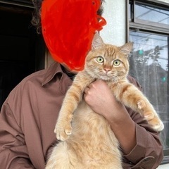 1歳2ヶ月茶トラの男の子の里親募集🐱