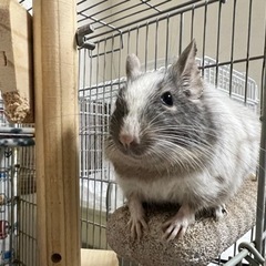 デグー ブルーパイド ♀ 2.4歳