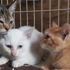 生後2.5～3か月　４匹の子猫　里親さん募集中です