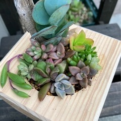 多肉植物