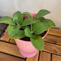 多肉植物　子宝草