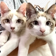 里親探してます
